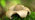 Collared earthstar close up side view