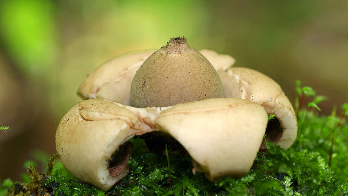 Collared earthstar close up side view