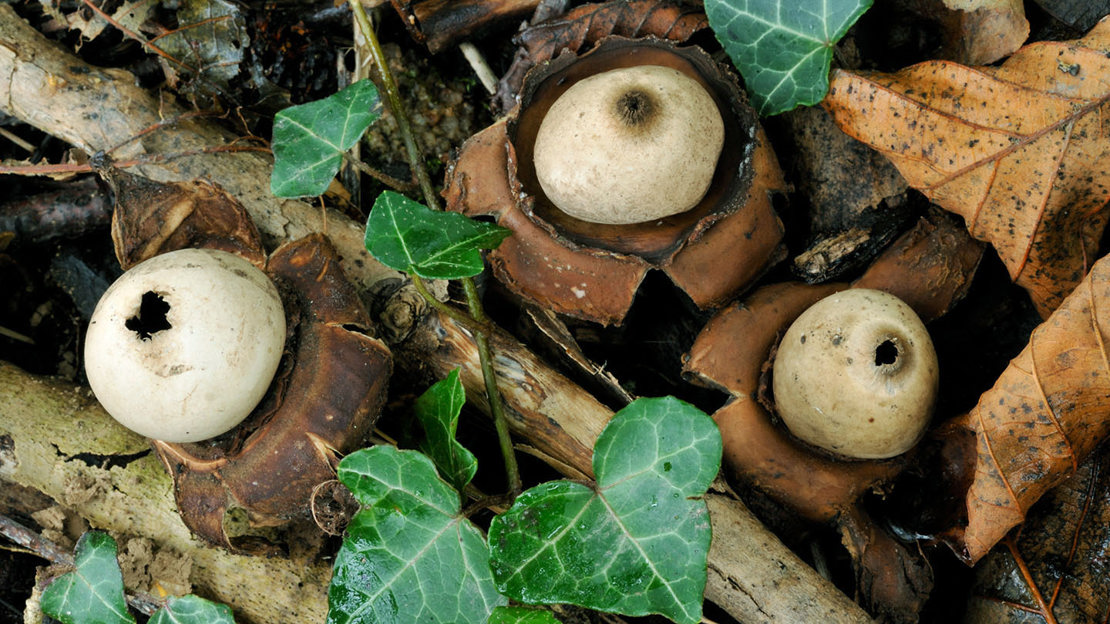 Collared earthstar from above