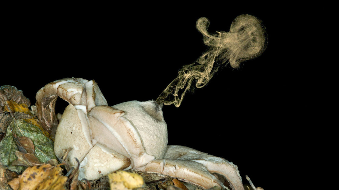 Collared earthstar sporing