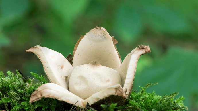 Collared earthstar on a mossy branch