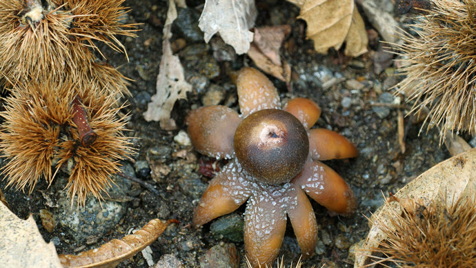 Collared earthstar from above