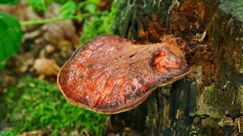 Beefsteak fungus on tree