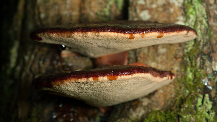 Beefsteak fungus on a tree trunk