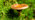 Brown roll-rim  growing on moss