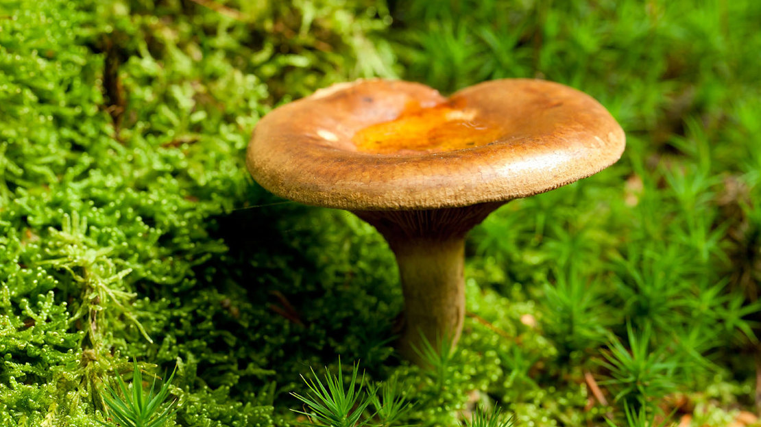 Brown roll-rim  growing on moss