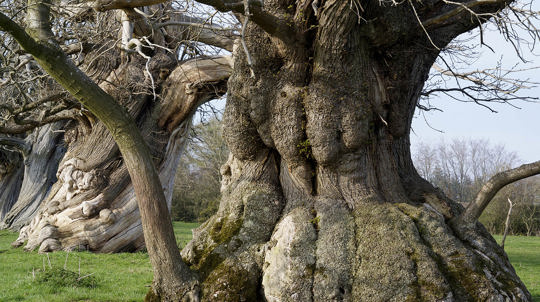 ancient tree with wide trunk