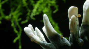 Candlesnuff fungus close-up