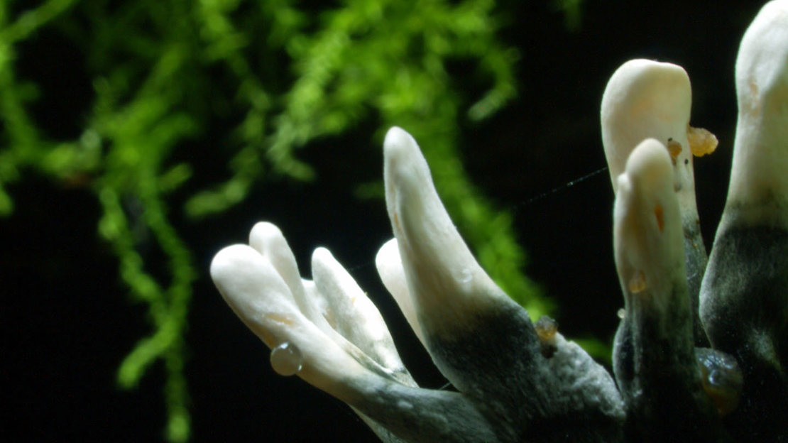 Candlesnuff fungus close-up