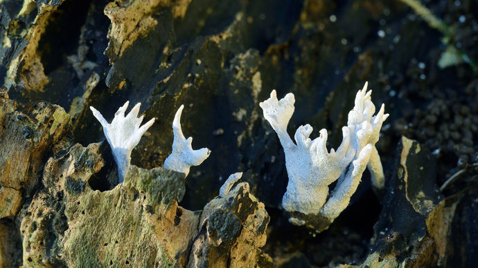 Candlesnuff fungus growing on dead wood