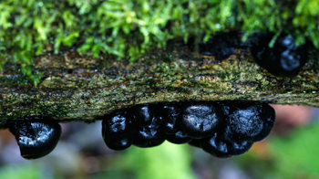 King Alfred's cakes on tree