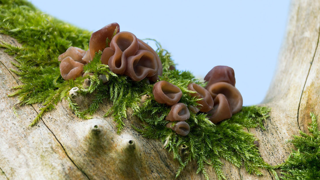 Jelly ear fungi growing on tree
