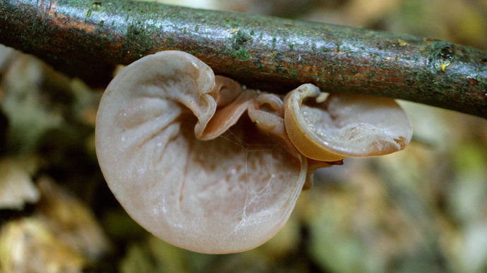Ear-shaped jelly ear fungi