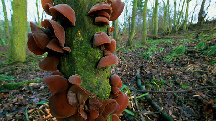 Jelly ear fungi growing on tree