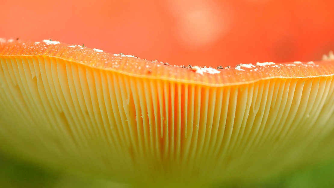 Fly agaric gills close-up