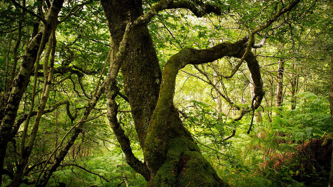 Old tree in Abriachan Wood, Scotland