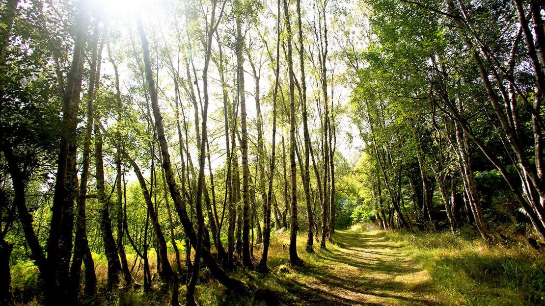 Sunlit path in Abriachan Wood, near Loch Ness, Scotland