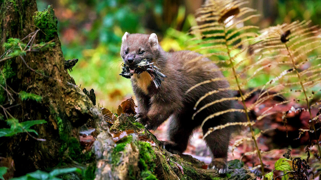 Woodland pine marten with dead prey in jaws