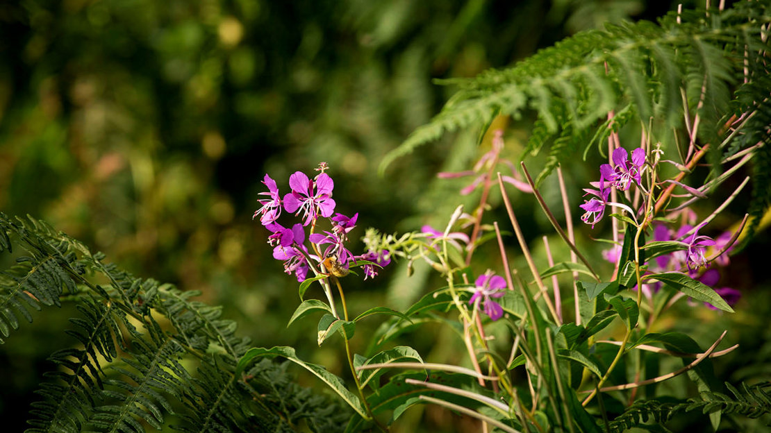 Pink forest flowers in Abriachan Wood, Scotland