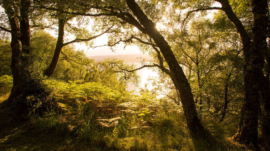Sunlight from Loch Ness beams into Abriachan Wood