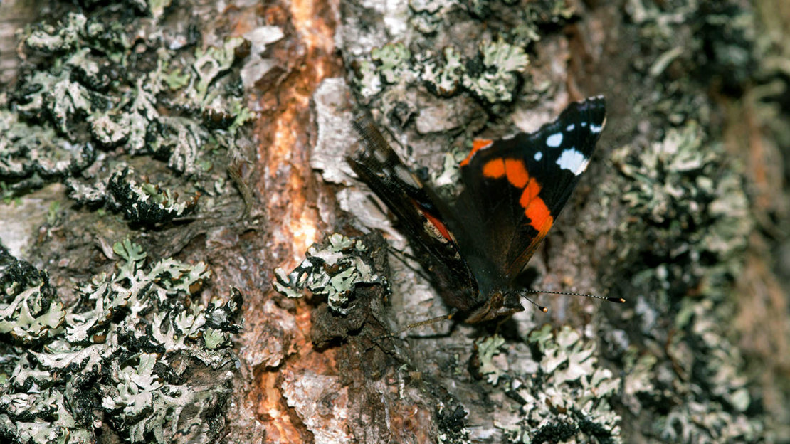 Close up of butterfly on bark in Abriachan Wood, near Loch Ness, Scotland