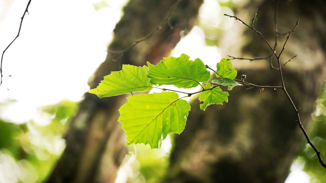 Close up of hazel leaves in Abriachan Wood, Scotland