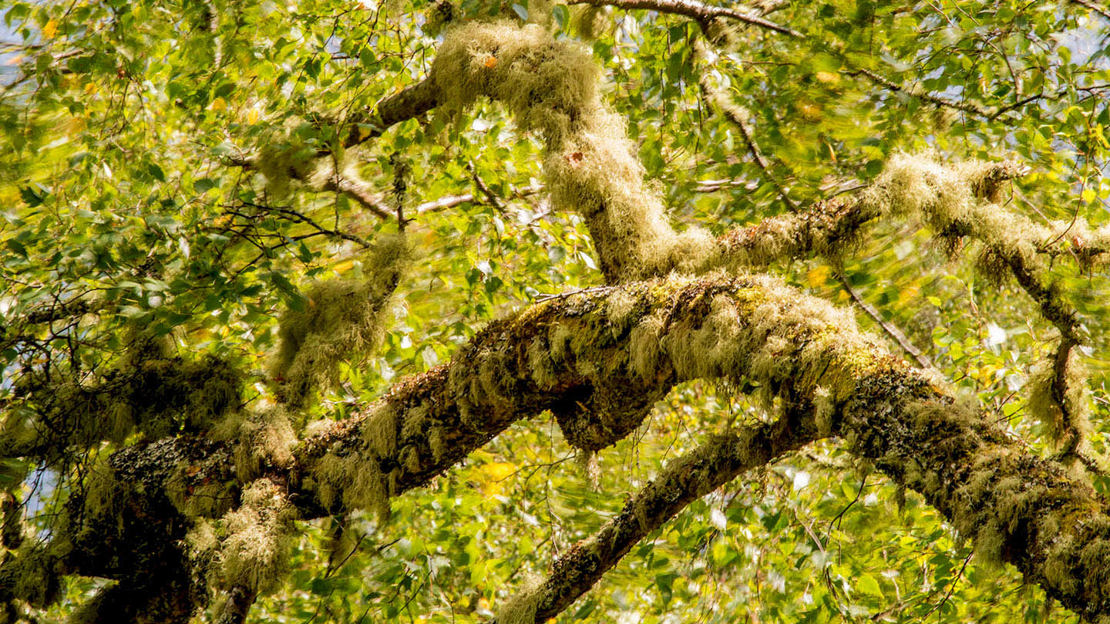 Close up of heavily mossed branches, Abriachan Wood, Scotland