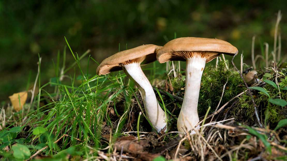 Close up of mushrooms, Abriachan Wood, Scotland