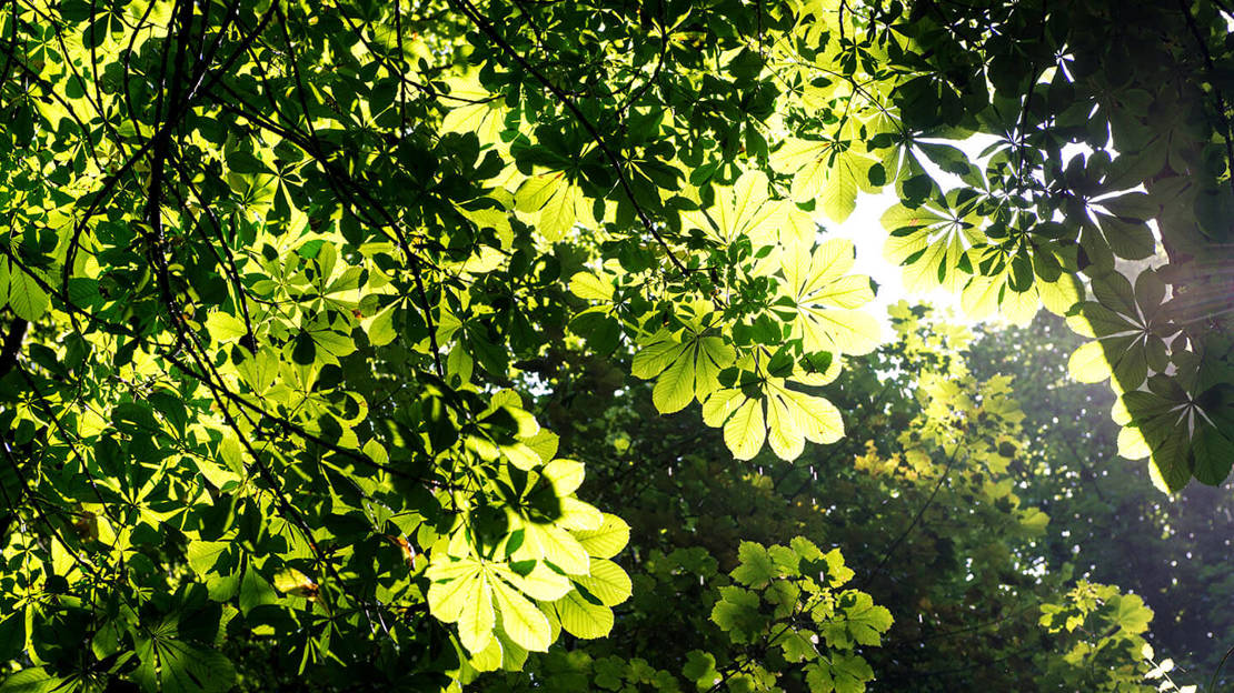 Sunlight dancing through woodland leaves at Aldouran Glen, near Stranraer, south-west Scotland