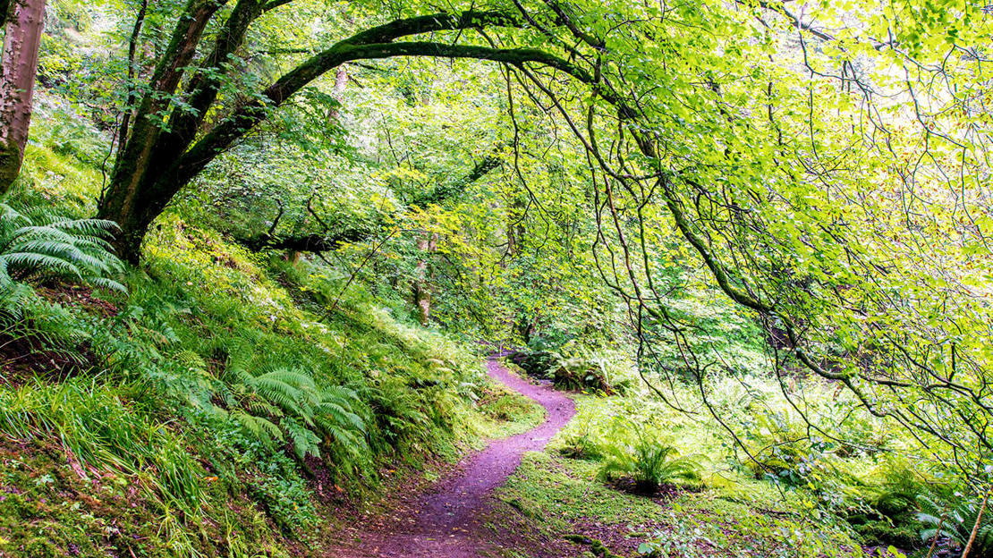 Winding woodland path in Aldouran Glen, near Stranraer, south-west coast of Scotland