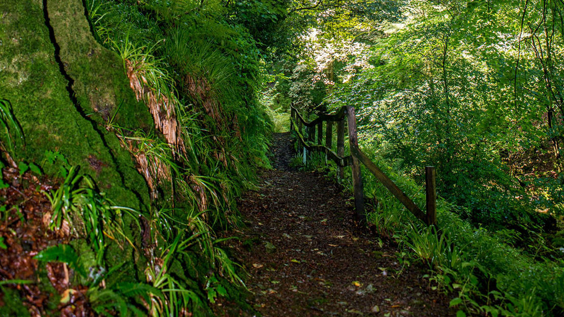 Heavily wood-shaded path and fence in Aldouran Glen, Scotland