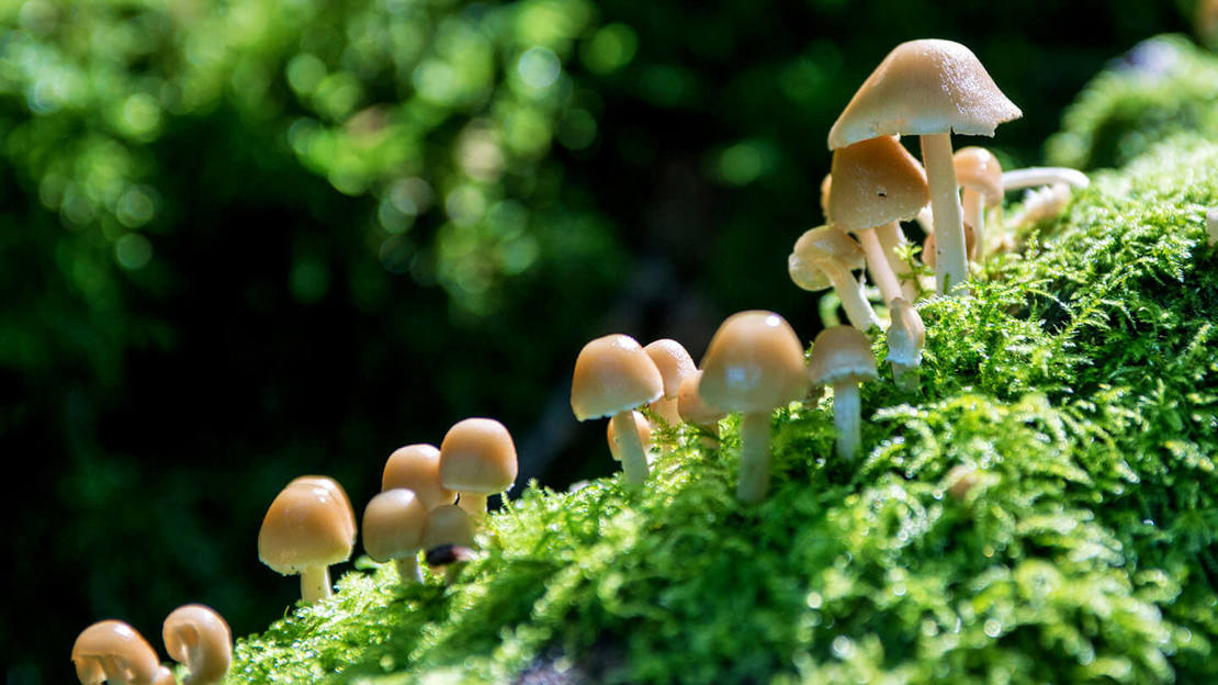 Woodland mushroom growth in Aldouran Glen, near Stranraer, Scotland