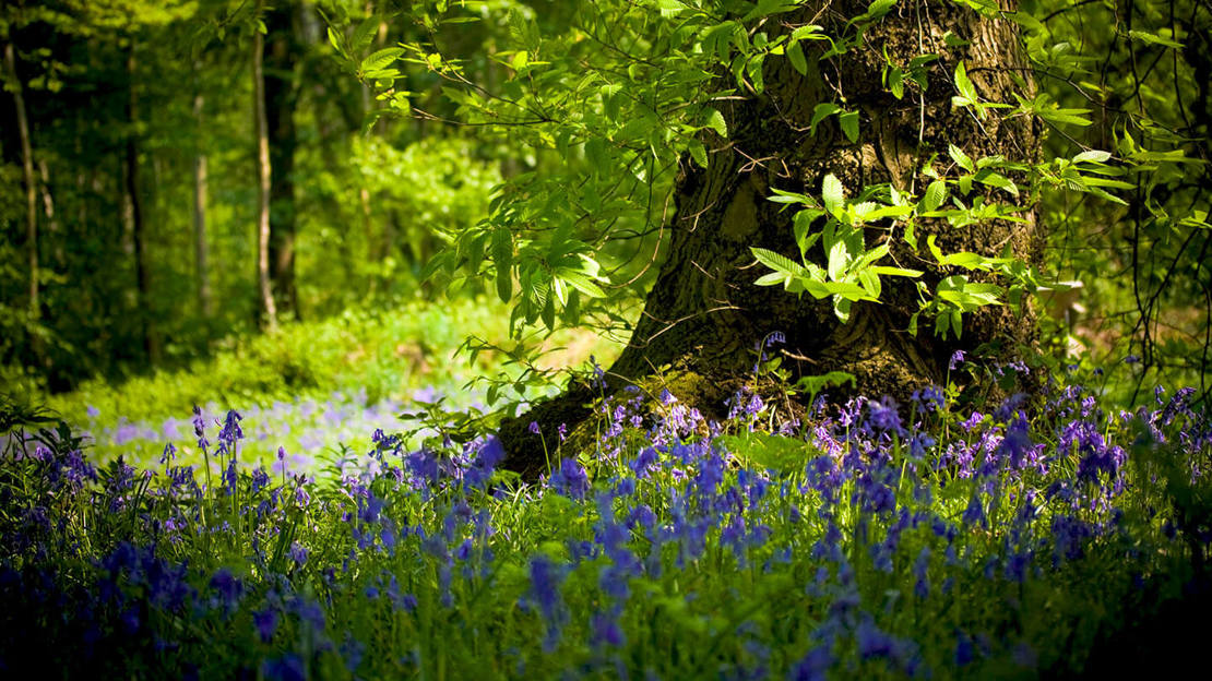 Vibrant bluebells circling established tree base in Ashenbank Wood, Kent
