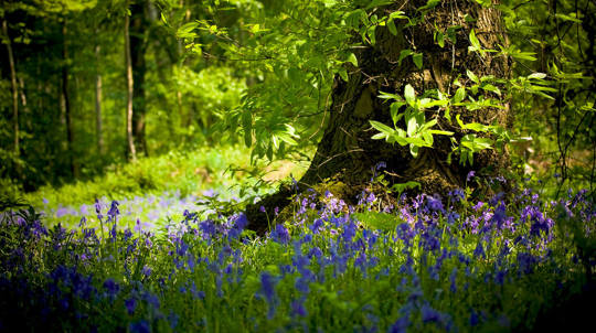 Vibrant bluebells circling established tree base in Ashenbank Wood, Kent
