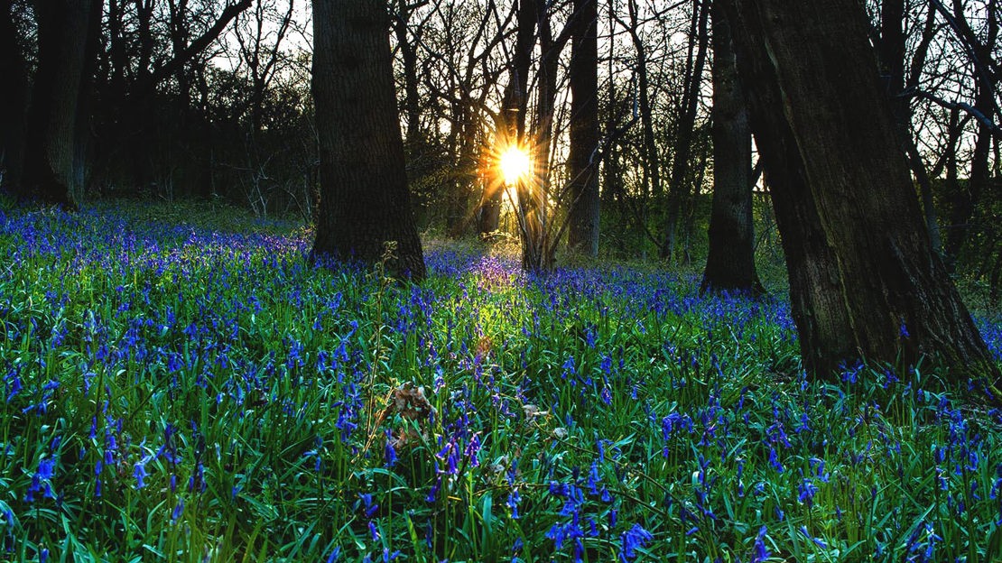 Descending dusk sun flashing on bluebell carpet in heavy wooded area