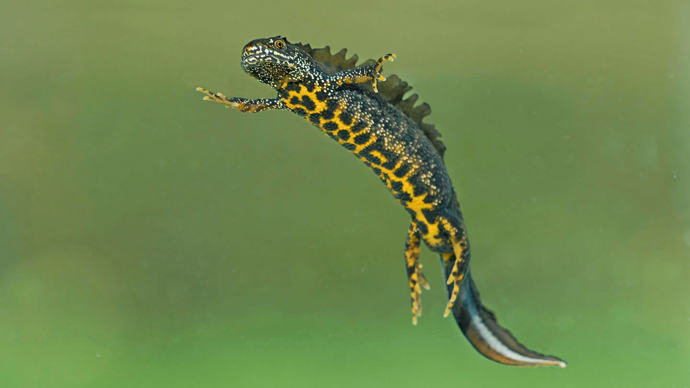 Great crested male newt