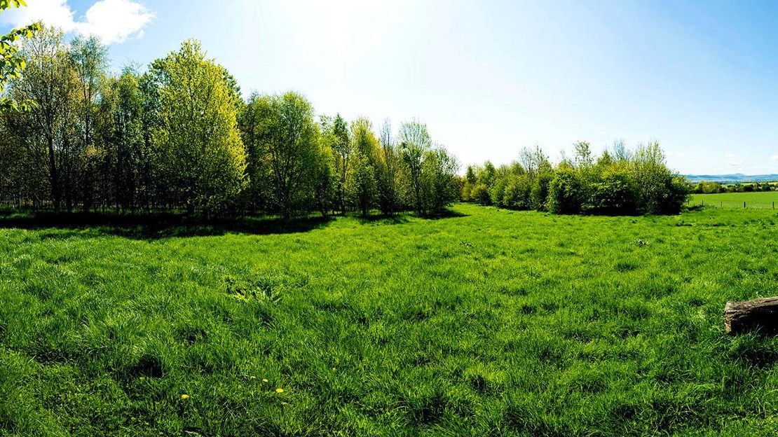 Grass Meadow and Woodland, Backmuir Wood, Grove 2