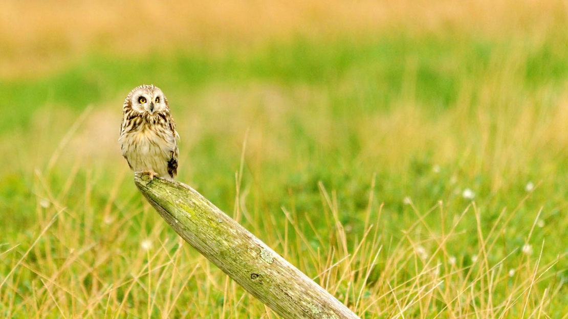 Short-Eared Owl on Leaning Fence Post