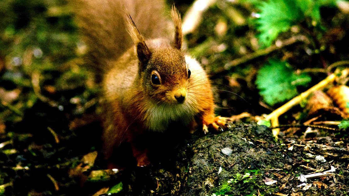 Red Squirrel on Forest Floor