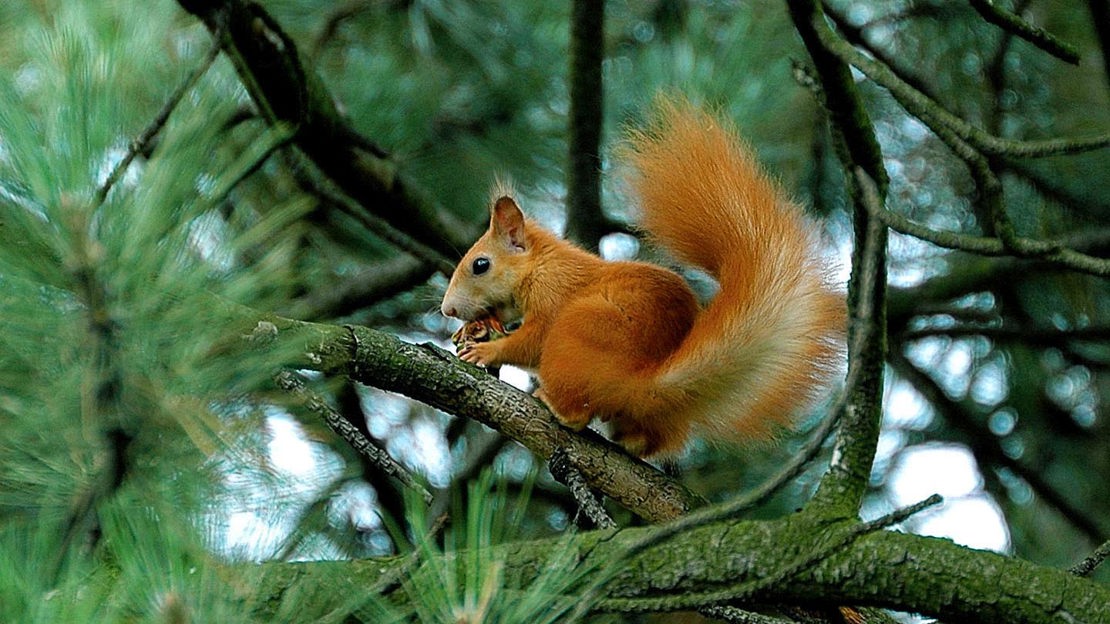 Red Squirrel on branch holding cone
