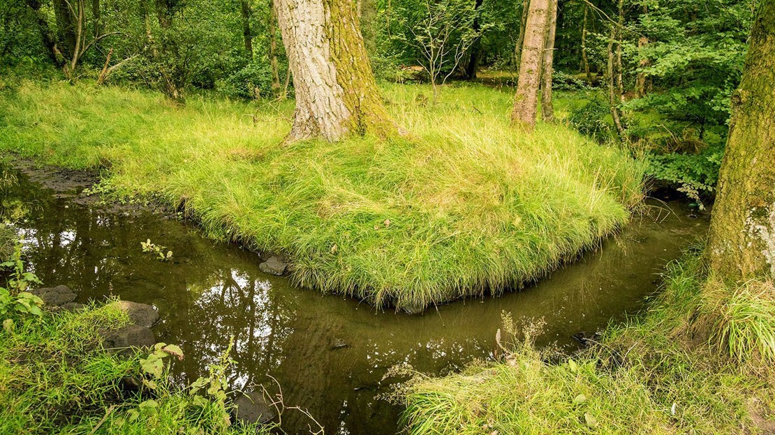 Stream, Backmuir Wood