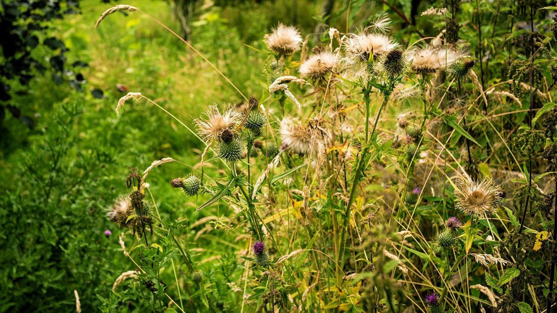 White Flowers, Backmuir Wood
