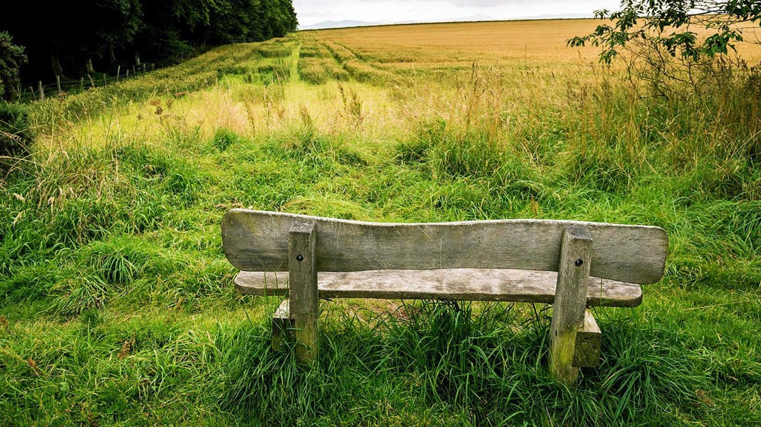 Wooden overlooking field and woodland, Backmuir Wood