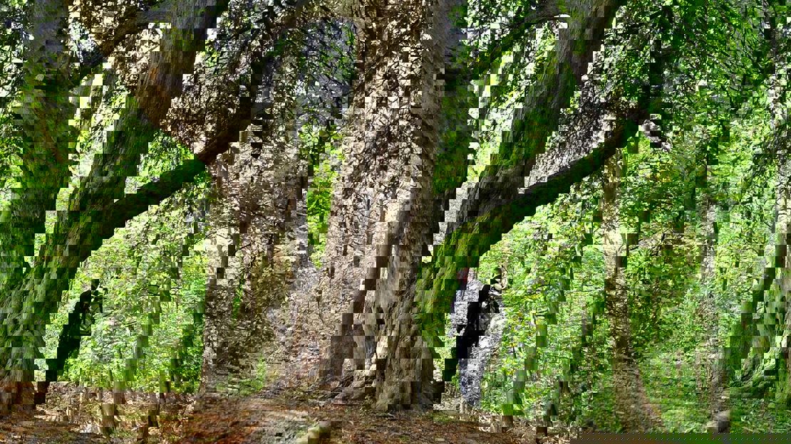 Adult standing next to large tree to give sense of scale, Big Wood, Runcorn