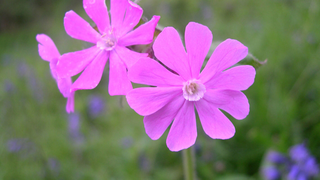 Red campion, Big Wood, Runcorn