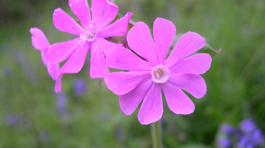 Red campion, Big Wood, Runcorn