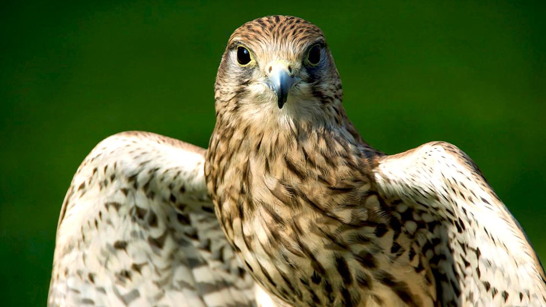 Goshawk, close-up, Bilton Beck and Rudding Bottoms