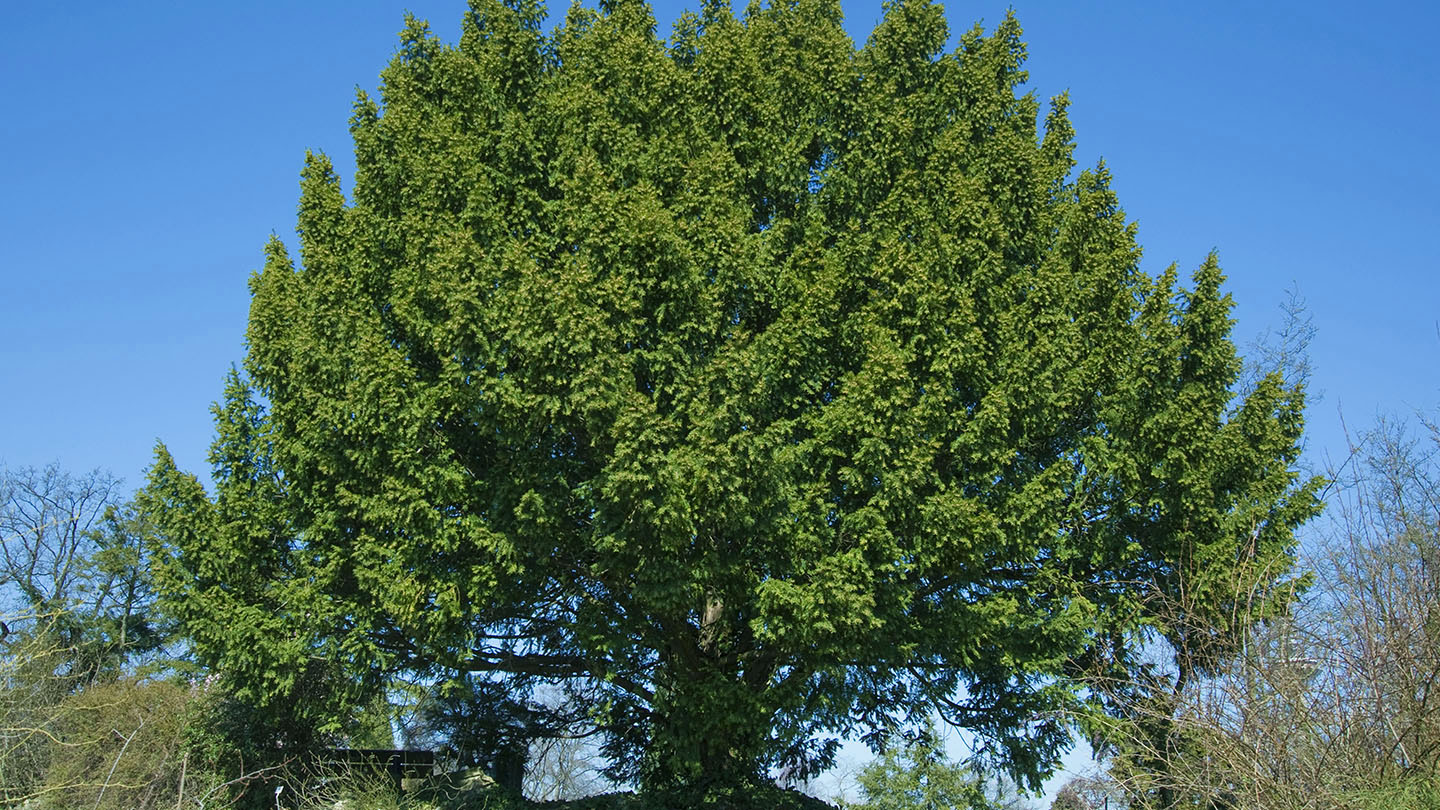 Yew (Taxus baccata) - British Trees - Woodland Trust