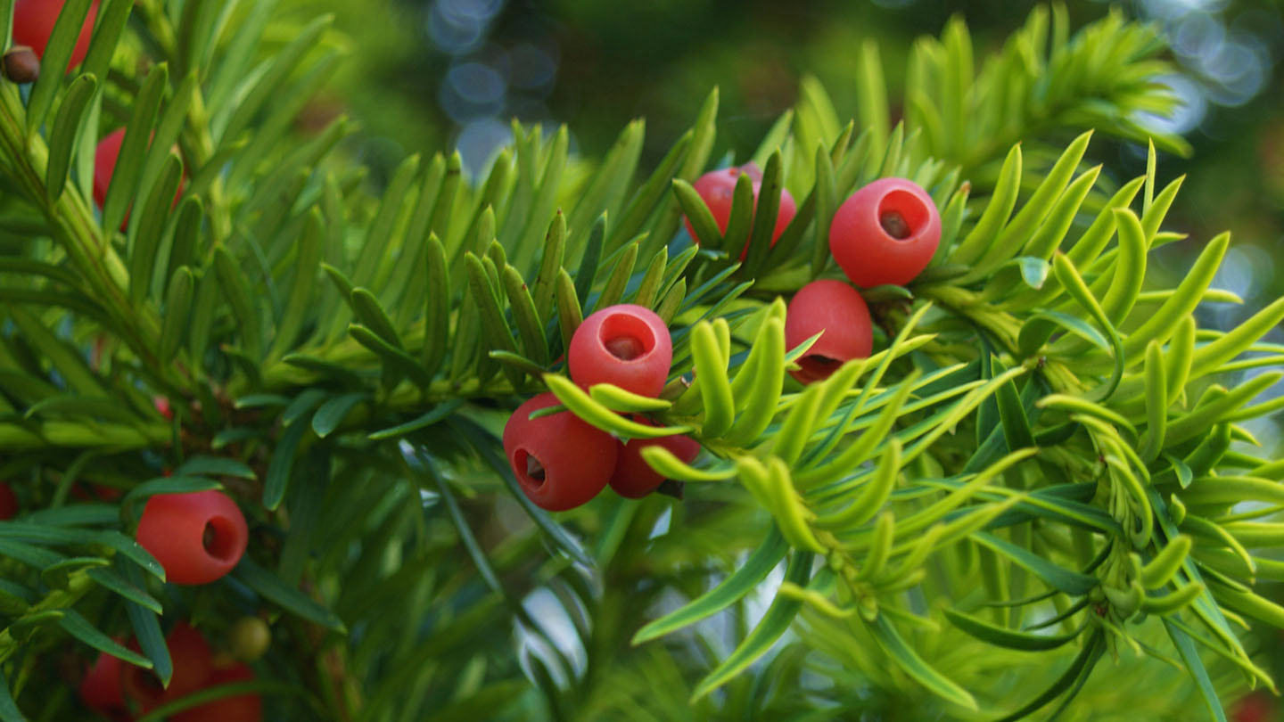 yew tree berries