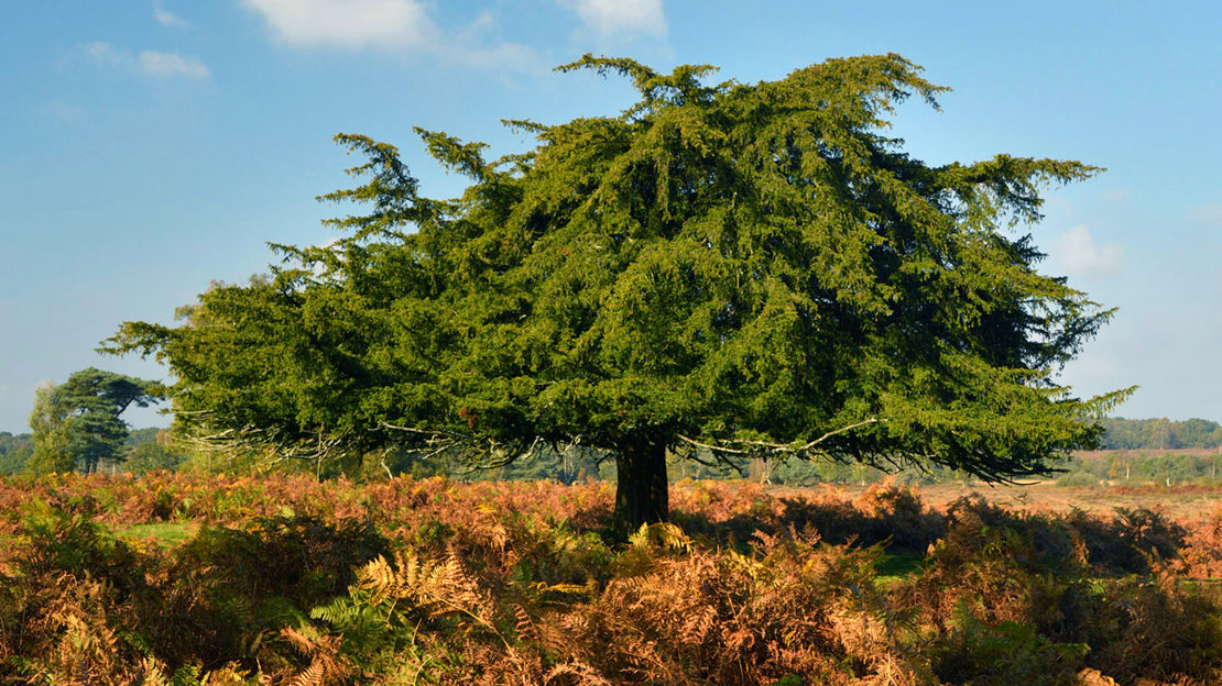 Yew tree in autumn